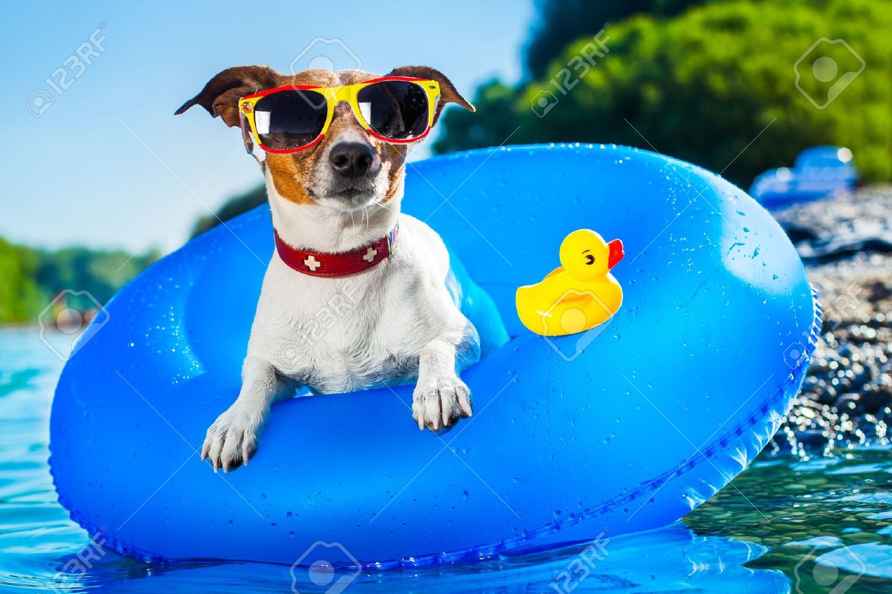 sun-safety-for-your-pets-our-blog-second-home-pet-resort